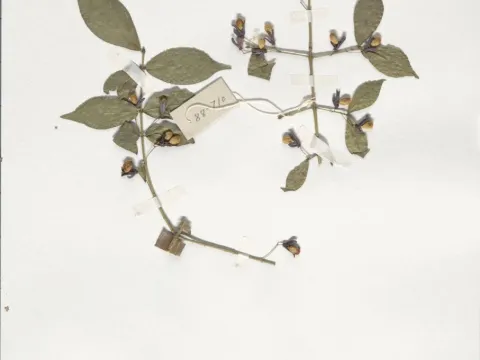 Naturalis Biodiversity Center · CC0 1.0 · GBIF