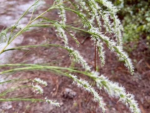 Karen Guin · CC BY 4.0 · GBIF