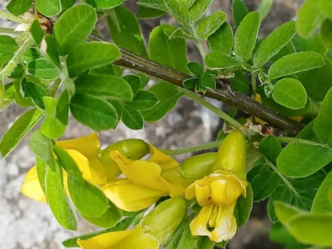Martin Scheuch · CC BY 4.0 · GBIF