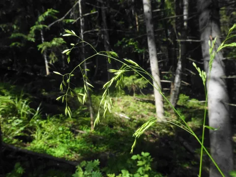Steinar Stueflotten · CC BY 4.0 · GBIF