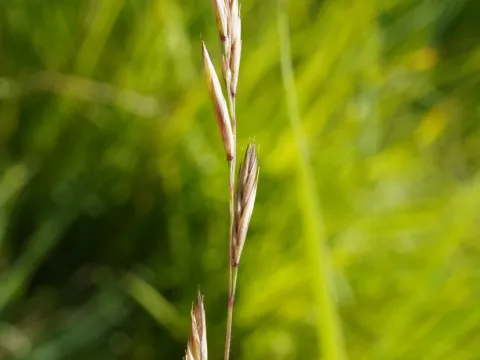 Patrick Hacker · CC BY 4.0 · GBIF