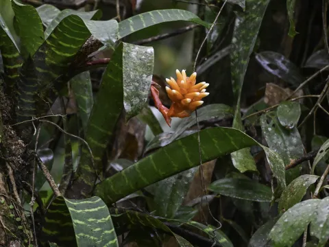 Emily Turteltaub Nelson · CC BY 4.0 · GBIF