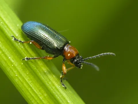 Óscar Sampedro · CC BY 4.0 · GBIF
