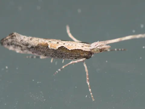 Jon Sullivan · CC BY 4.0 · GBIF