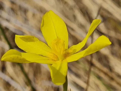 Albertus Horn · CC BY 4.0 · GBIF