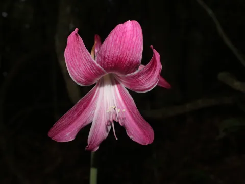 William G. Borges · CC BY 4.0 · GBIF