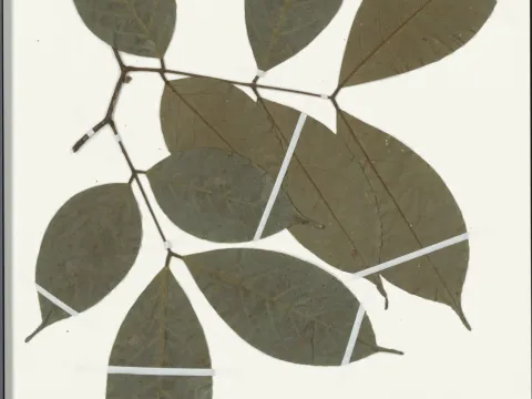 Naturalis Biodiversity Center · CC0 1.0 · GBIF