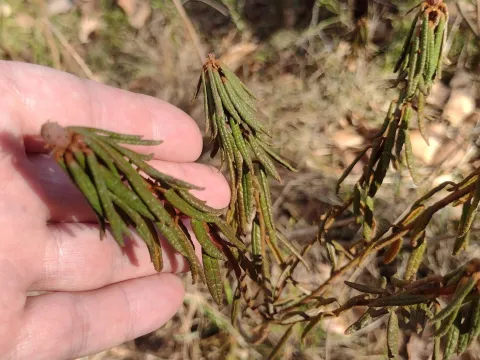 Bartosz Czołczyński · CC0 1.0 · GBIF