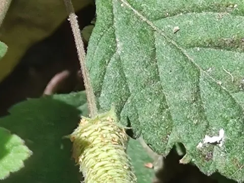 Sinaloa Silvestre · CC0 1.0 · GBIF