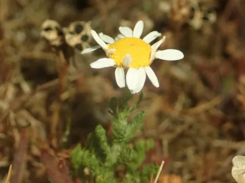 Julien Renoult · CC BY 4.0 · GBIF