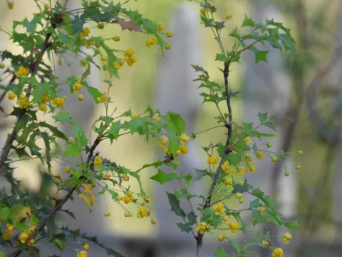 Craig Hensley · CC BY 4.0 · GBIF
