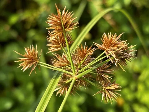 scallions · CC BY 4.0 · GBIF