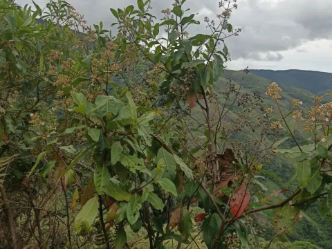 Alfredo F. Fuentes Claros · CC0 1.0 · GBIF