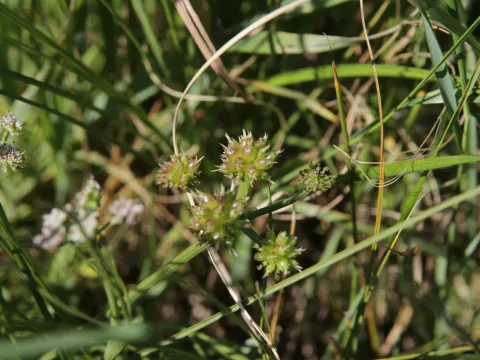 Olivier Argagnon · CC BY 4.0 · GBIF