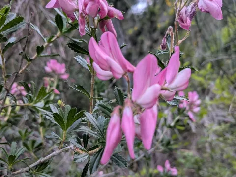 Mustapha · CC BY 4.0 · GBIF