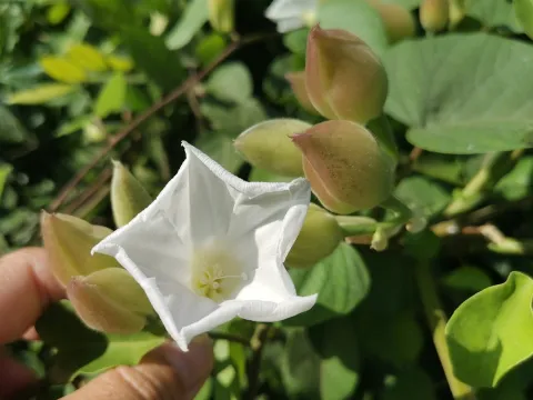 Cheryl Stinchcomb · CC BY 4.0 · GBIF