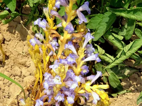 Nasser Halaweh · CC BY 4.0 · GBIF