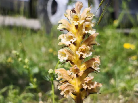 arthur_haendler · CC BY 4.0 · GBIF