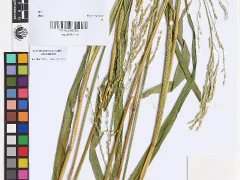 Herbrecs · CC BY 4.0 · GBIF