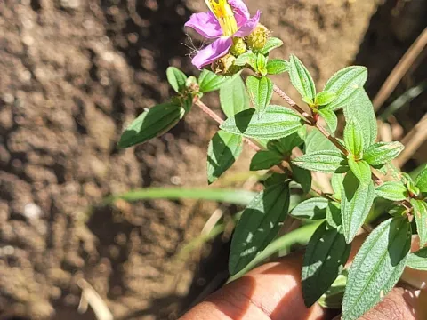 Pranav Chandra Bose · CC BY 4.0 · GBIF