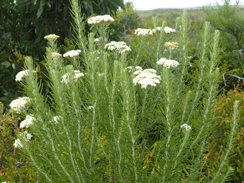 corunastylis · CC0 1.0 · GBIF