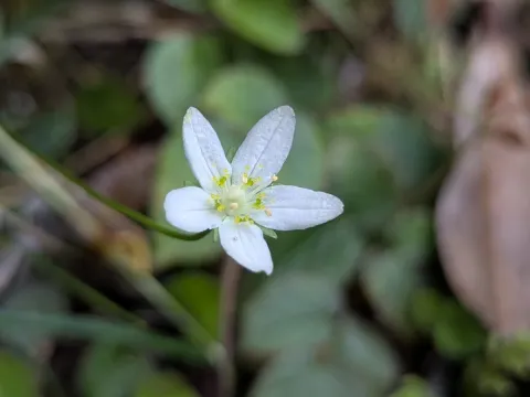 Cheng-Te Hsu · CC BY 4.0 · GBIF