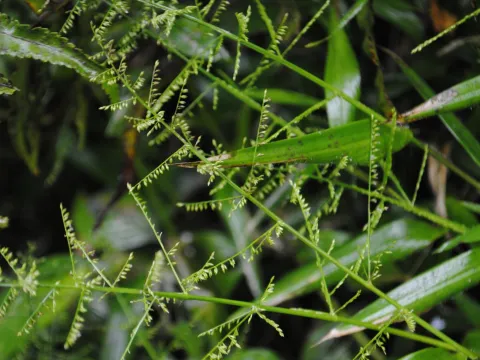 Zihao Wang · CC BY 4.0 · GBIF