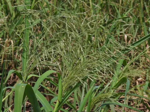 Hugo Hulsberg · CC0 1.0 · GBIF