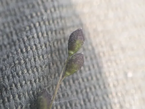 Alaina Krakowiak · CC BY 4.0 · GBIF