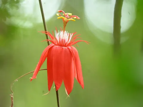 Guy Babineau · CC BY 4.0 · GBIF