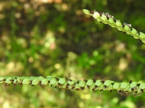 saltyhiker · CC BY 4.0 · GBIF