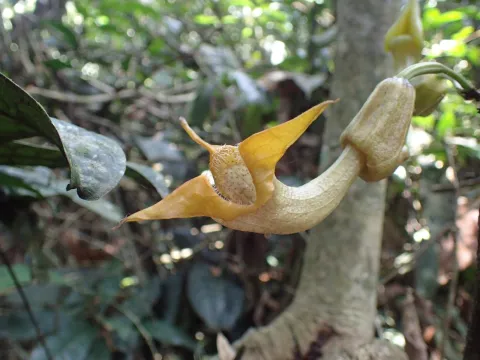 Mahomed Desai · CC BY 4.0 · GBIF
