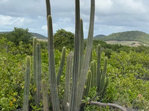 Derek Duplessis · CC BY 4.0 · GBIF