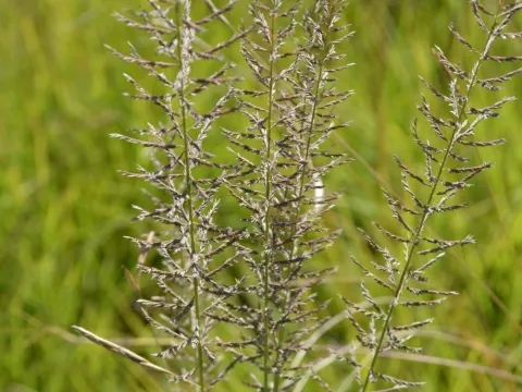 Hildegard Klein · CC BY 4.0 · GBIF