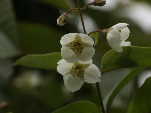 Siddarth Machado · CC BY 4.0 · GBIF