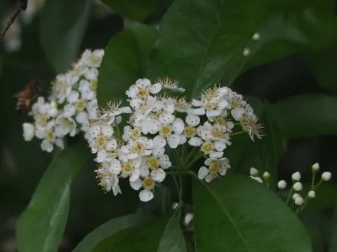 葉子 · CC0 1.0 · GBIF
