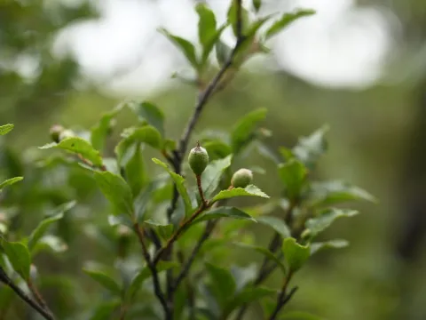 曾昱承 Yu-Cheng Zeng · CC BY 4.0 · GBIF