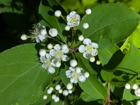 plant 0302 · CC BY 4.0 · GBIF