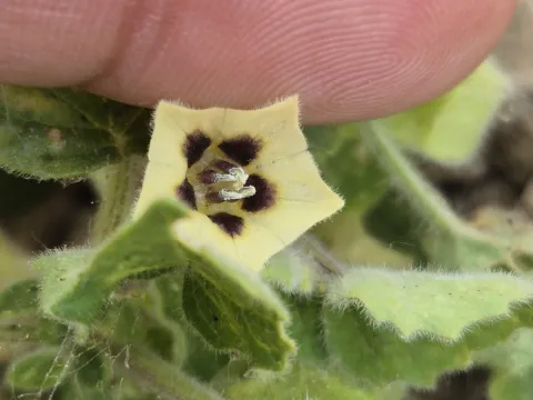 Sinaloa Silvestre · CC0 1.0 · GBIF