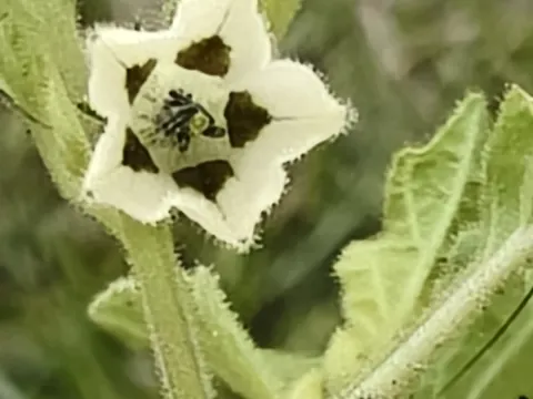 Sinaloa Silvestre · CC0 1.0 · GBIF