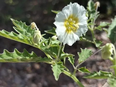 Sinaloa Silvestre · CC0 1.0 · GBIF