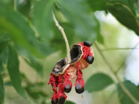 Arturo Benavides Mendoza · CC BY 4.0 · GBIF