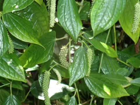 Karen Eichholz · CC BY 4.0 · GBIF