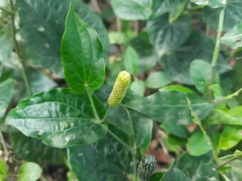 মহা বিদ্রোহী BUT রণ ক্লান্ত · CC BY 4.0 · GBIF