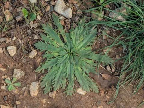 Daniel Cahen · CC BY 4.0 · GBIF