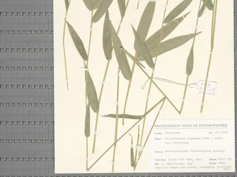 Naturalis Biodiversity Center · CC0 1.0 · GBIF