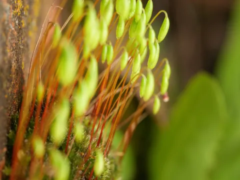 Borja Fierro · CC BY 4.0 · GBIF