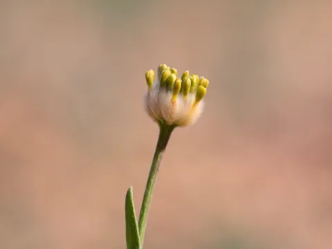 Kym Nicolson · CC BY 4.0 · GBIF