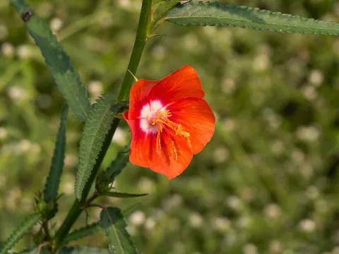 Paulmathi Vinod · CC BY 4.0 · GBIF