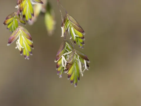 Kym Nicolson · CC BY 4.0 · GBIF